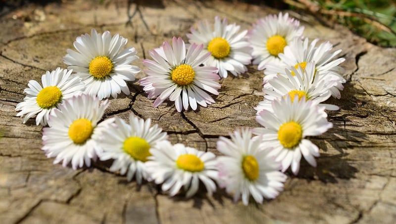 Random Acts of Kindness